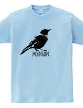 Mountain Bluebird 01