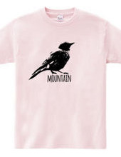 Mountain Bluebird 01