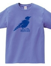 Mountain Bluebird 02