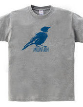 Mountain Bluebird 02