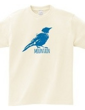 Mountain Bluebird 02