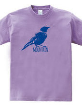 Mountain Bluebird 02