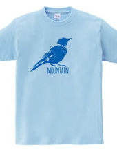 Mountain Bluebird 02