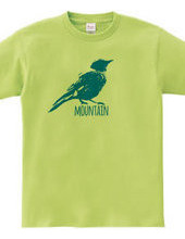 Mountain Bluebird 02