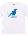 Mountain Bluebird 02