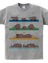 mini hippo family
