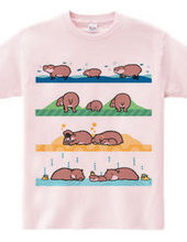 mini hippo family