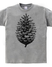 Pine Cone