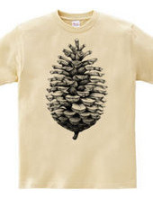 Pine Cone