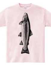 Rainbow trout