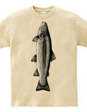 Rainbow trout