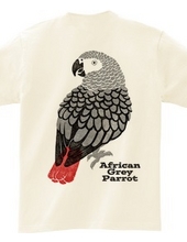 African Grey parrot