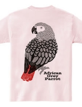 African Grey parrot