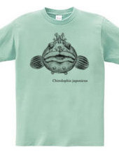 大きなフサギンポ (Chirolophis japonicus)