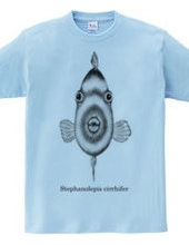 Thread-sail filefish (Stephanolepis cirrhifer)