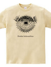 Porcupinefish(Diodon holocanthus)