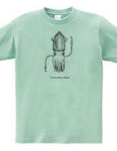 ケンサキイカ (Uroteuthis edulis)