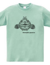 Fringed blenny(medium size design)