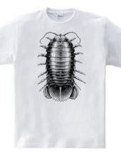 giant isopod