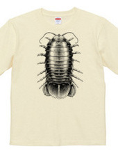 giant isopod