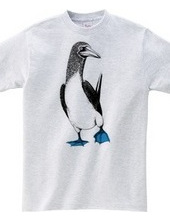 blue-footed booby