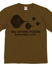 Living Fossils_Horseshoe Crab