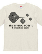 Living Fossils_Horseshoe Crab