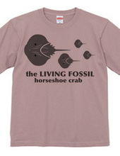 Living Fossils_Horseshoe Crab