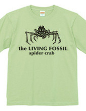 Living Fossils_Takaashigani