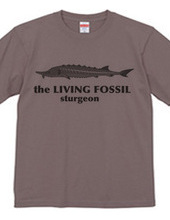 Living Fossils_Sturgeon