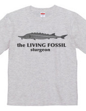 Living Fossils_Sturgeon