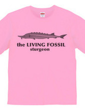 Living Fossils_Sturgeon