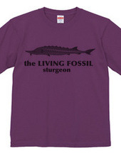 Living Fossils_Sturgeon