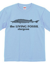 Living Fossils_Sturgeon