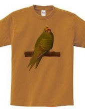 Yellow-fronted Parakeet (Front side print)