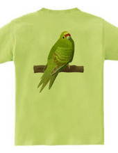 Yellow-fronted Parakeet (Back side print)