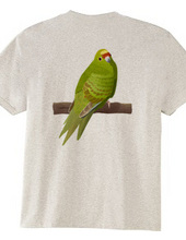 Yellow-fronted Parakeet (Back side print)