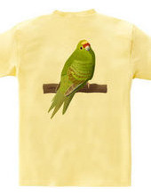 Yellow-fronted Parakeet (Back side print)