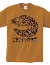 Spotted moray