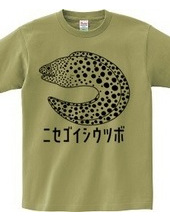 Spotted moray