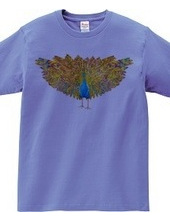Peacock Phoenix