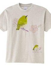 Warbling white-eye bird 0536