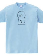 Bichon Frise