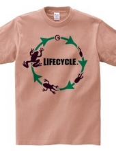 lifecycle