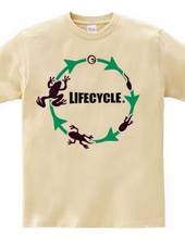 lifecycle