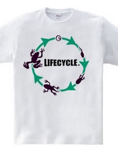 lifecycle