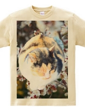 猫ちゃんTシャツ No.1