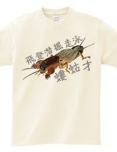 Mole Cricket