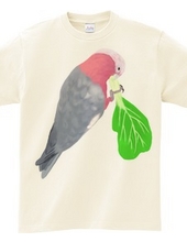 Mogumogu Momoiro Parakeet