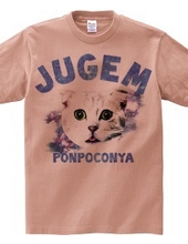 JUGEM CATS